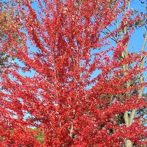 Meet your Posher, Amira